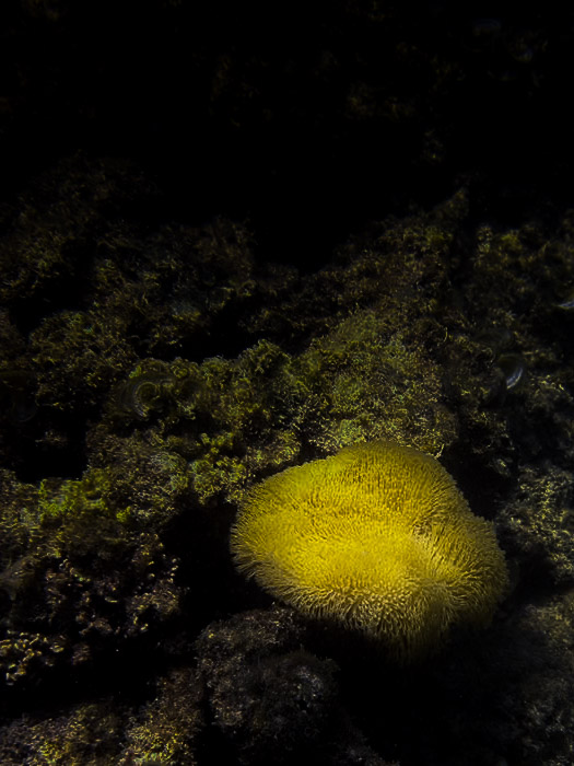 Scuba